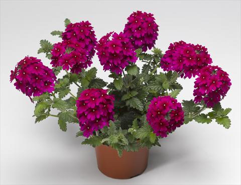Photos von Blumenvarianten benutzt als: Topf, Terrasse, Ampel. Verbena hybrida Lanai® Magenta