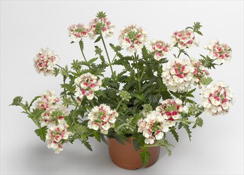 Photos von Blumenvarianten benutzt als: Topf, Terrasse, Ampel. Verbena hybrida Lanai® Vintage Rose