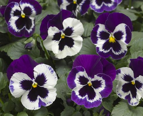 Photos von Blumenvarianten benutzt als: Topf und Beet Viola wittrockiana Karma F1 Violet with Face Imp