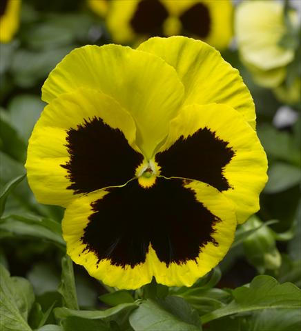 Photos von Blumenvarianten benutzt als: Topf und Beet Viola wittrockiana Karma F1 Yellow Blotch Imp