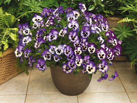 Photos von Blumenvarianten benutzt als: Topf und Beet Viola wittrockiana Wonderfall™ F1 Blue Picotee Shades