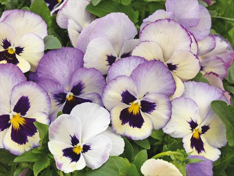 Photos von Blumenvarianten benutzt als: Topf und Beet Viola wittrockiana Wonderfall™ F1 Lavender Picotee Shades
