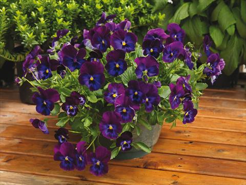 Photos von Blumenvarianten benutzt als: Topf und Beet Viola wittrockiana Wonderfall™ F1 Purple and Blue Shades