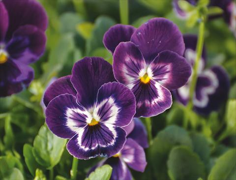 Photos von Blumenvarianten benutzt als: Topf und Beet Viola wittrockiana Wonderfall™ F1 Purple with Face