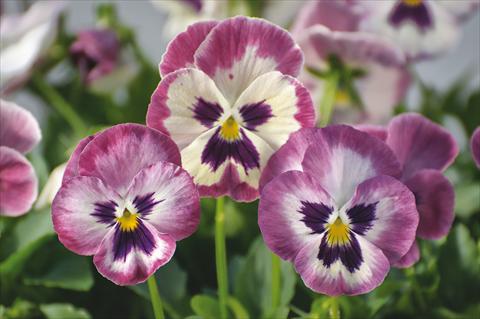 Photos von Blumenvarianten benutzt als: Topf und Beet Viola wittrockiana Wonderfall™ F1 Rose Shades with Face
