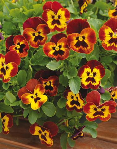 Photos von Blumenvarianten benutzt als: Topf und Beet Viola wittrockiana Wonderfall™ F1 Yellow Red Wing