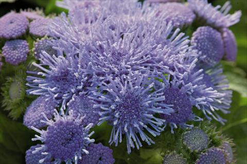 Photos von Blumenvarianten benutzt als: Topf und Beet Ageratum houstonianum Blue Hawaii 5.0