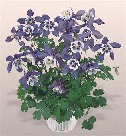 Photos von Blumenvarianten benutzt als: Topf und Beet Aquilegia hybrida Spring Magic® Blue and White