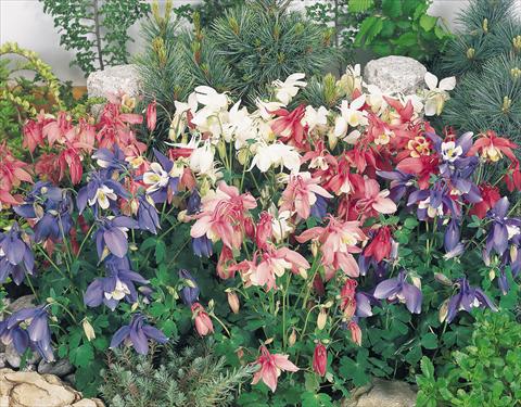 Photos von Blumenvarianten benutzt als: Topf und Beet Aquilegia hybrida Spring Magic® Mix