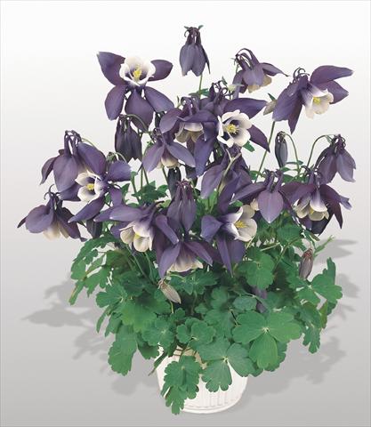 Photos von Blumenvarianten benutzt als: Topf und Beet Aquilegia hybrida Spring Magic® Navy and White