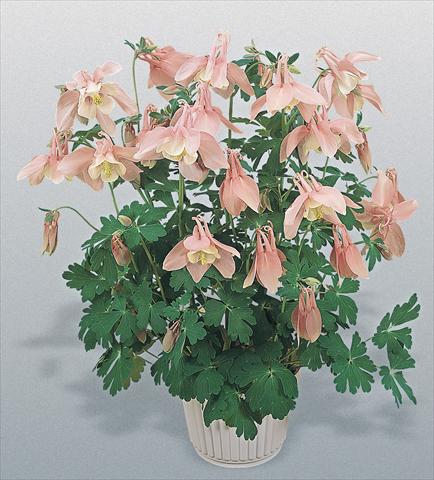 Photos von Blumenvarianten benutzt als: Topf und Beet Aquilegia hybrida Spring Magic® Pink and White