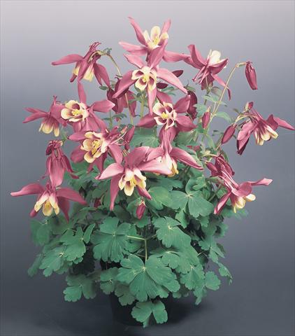 Photos von Blumenvarianten benutzt als: Topf und Beet Aquilegia hybrida Spring Magic® Rose and Ivory