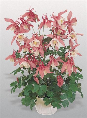 Photos von Blumenvarianten benutzt als: Topf und Beet Aquilegia hybrida Spring Magic® Rose and White