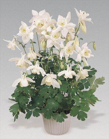 Photos von Blumenvarianten benutzt als: Topf und Beet Aquilegia hybrida Spring Magic® White