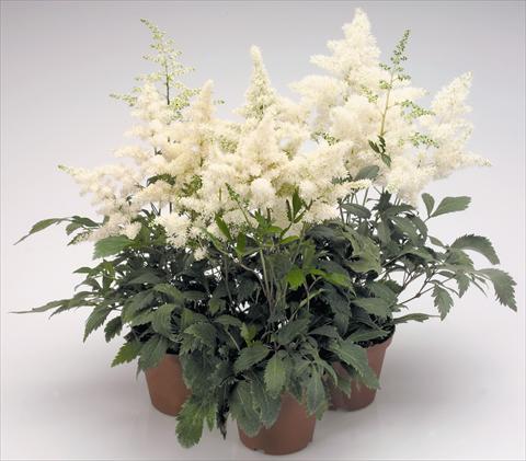 Photos von Blumenvarianten benutzt als: Topf und Beet Astilbe arendsii Astary® White
