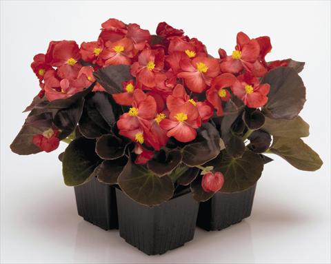 Photos von Blumenvarianten benutzt als: Topf und Beet Begonia semperflorens Nightlife Red