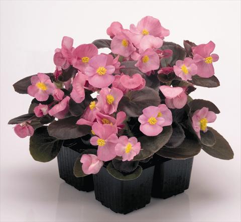 Photos von Blumenvarianten benutzt als: Topf und Beet Begonia semperflorens Nightlife Rose