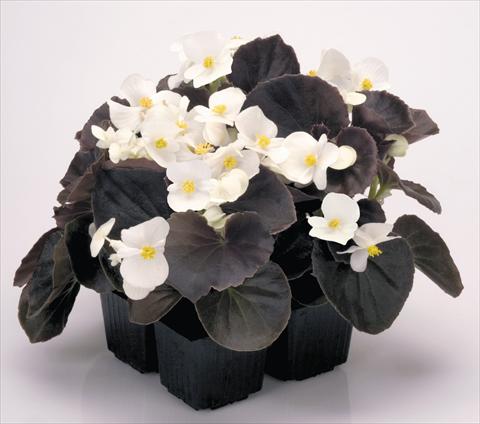 Photos von Blumenvarianten benutzt als: Topf und Beet Begonia semperflorens Nightlife White