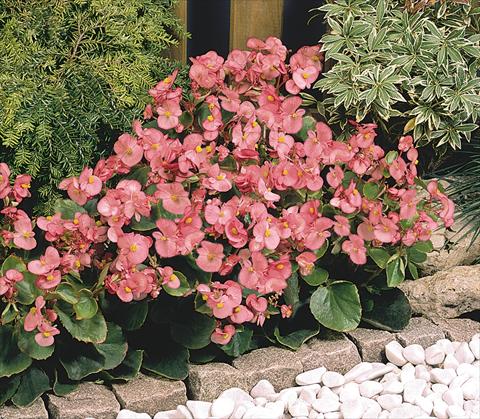 Photos von Blumenvarianten benutzt als: Topf und Beet Begonia semperflorens Sprint Deep Pink