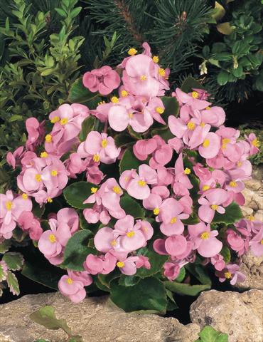 Photos von Blumenvarianten benutzt als: Topf und Beet Begonia semperflorens Sprint Pink