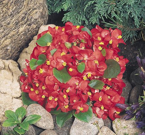 Photos von Blumenvarianten benutzt als: Topf und Beet Begonia semperflorens Sprint Red