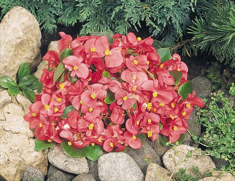 Photos von Blumenvarianten benutzt als: Topf und Beet Begonia semperflorens Sprint Rose