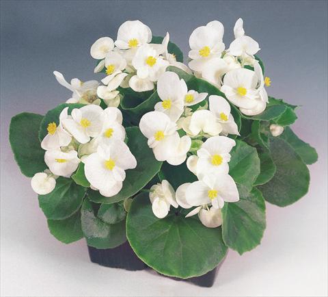 Photos von Blumenvarianten benutzt als: Topf und Beet Begonia semperflorens Sprint White