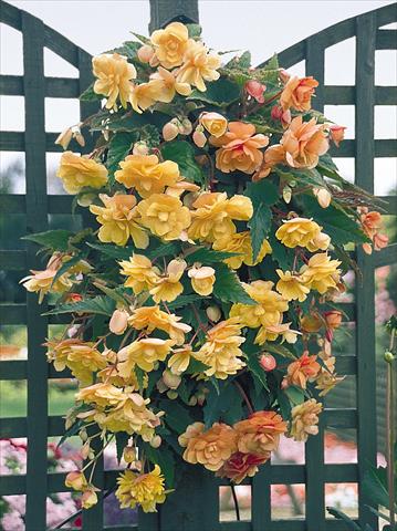 Photos von Blumenvarianten benutzt als: Topf, Beet, Terrasse, Ampel Begonia tuberhybrida Illumination® Apricot