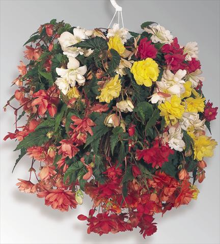 Photos von Blumenvarianten benutzt als: Topf, Beet, Terrasse, Ampel Begonia tuberhybrida Illumination® Mix