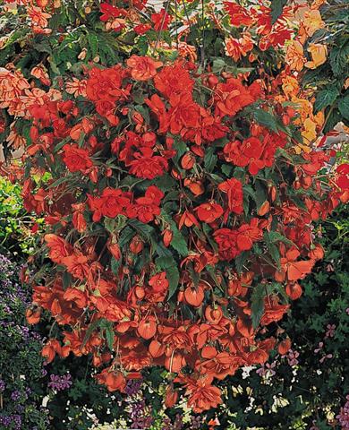Photos von Blumenvarianten benutzt als: Topf, Beet, Terrasse, Ampel Begonia tuberhybrida Illumination® Orange