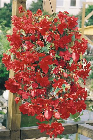 Photos von Blumenvarianten benutzt als: Topf, Beet, Terrasse, Ampel Begonia tuberhybrida Illumination® Rose
