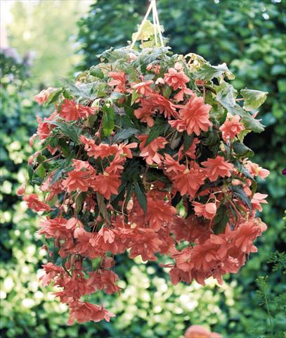 Photos von Blumenvarianten benutzt als: Topf, Beet, Terrasse, Ampel Begonia tuberhybrida Illumination® Salmon Pink