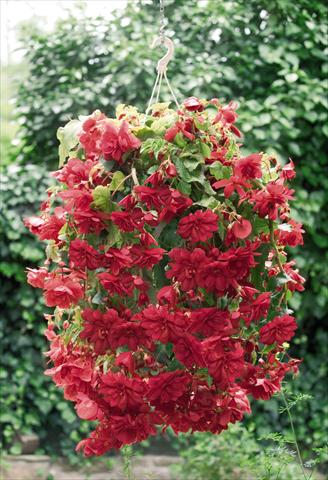 Photos von Blumenvarianten benutzt als: Topf, Beet, Terrasse, Ampel Begonia tuberhybrida Illumination® Scarlet