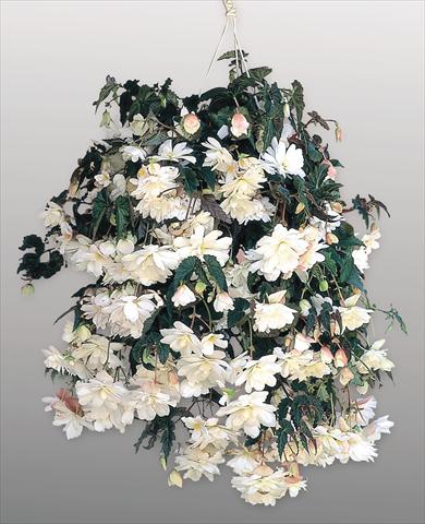 Photos von Blumenvarianten benutzt als: Topf, Beet, Terrasse, Ampel Begonia tuberhybrida Illumination® White