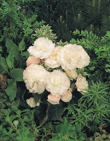 Photos von Blumenvarianten benutzt als: Topf, Beet, Terrasse, Ampel Begonia tuberhybrida NonStop® Apple Blossom