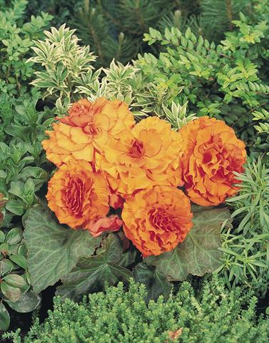 Photos von Blumenvarianten benutzt als: Topf, Beet, Terrasse, Ampel Begonia tuberhybrida NonStop® Apricot