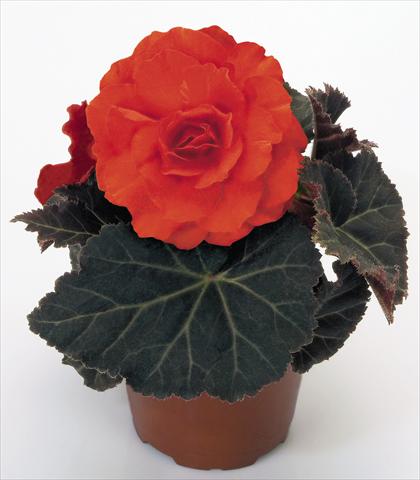 Photos von Blumenvarianten benutzt als: Topf, Beet, Terrasse, Ampel Begonia tuberhybrida NonStop® Mocca Deep Orange