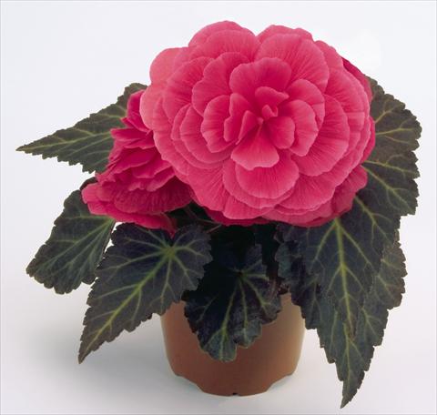 Photos von Blumenvarianten benutzt als: Topf, Beet, Terrasse, Ampel Begonia tuberhybrida NonStop® Mocca Pink Shades