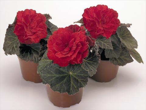 Photos von Blumenvarianten benutzt als: Topf, Beet, Terrasse, Ampel Begonia tuberhybrida NonStop® Mocca Scarlet