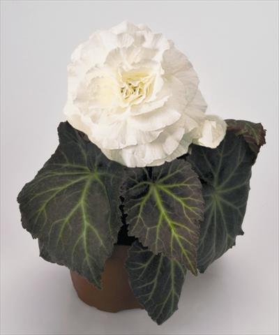 Photos von Blumenvarianten benutzt als: Topf, Beet, Terrasse, Ampel Begonia tuberhybrida NonStop® Mocca White