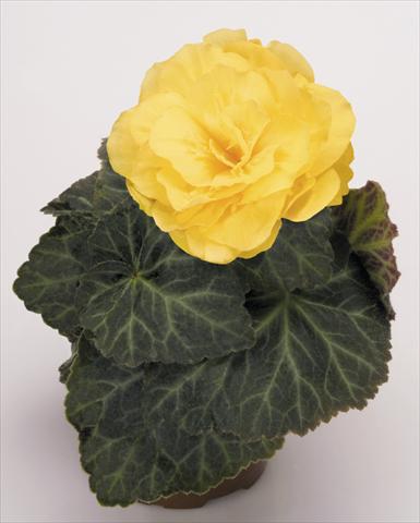 Photos von Blumenvarianten benutzt als: Topf, Beet, Terrasse, Ampel Begonia tuberhybrida NonStop® Mocca Yellow