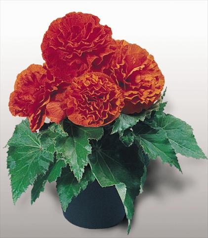 Photos von Blumenvarianten benutzt als: Topf, Beet, Terrasse, Ampel Begonia tuberhybrida NonStop® Orange
