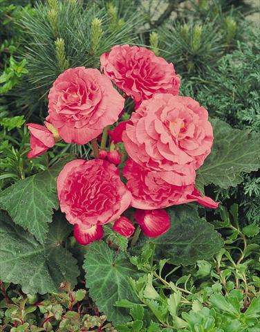 Photos von Blumenvarianten benutzt als: Topf, Beet, Terrasse, Ampel Begonia tuberhybrida NonStop® Pink