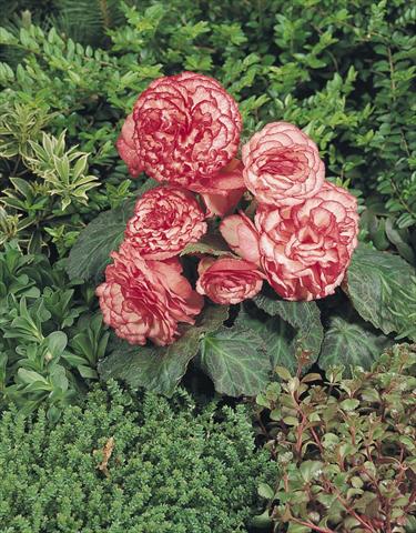 Photos von Blumenvarianten benutzt als: Topf, Beet, Terrasse, Ampel Begonia tuberhybrida NonStop® Rose Petticoat