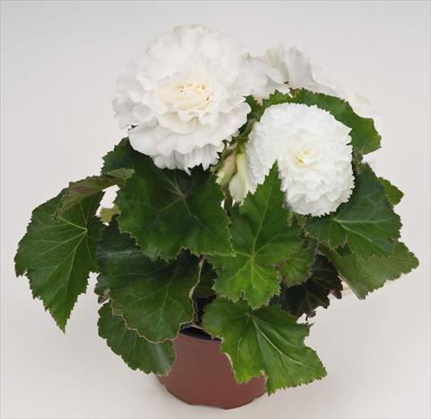 Photos von Blumenvarianten benutzt als: Topf, Beet, Terrasse, Ampel Begonia tuberhybrida NonStop® White