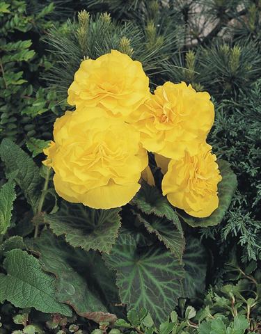 Photos von Blumenvarianten benutzt als: Topf, Beet, Terrasse, Ampel Begonia tuberhybrida NonStop® Yellow