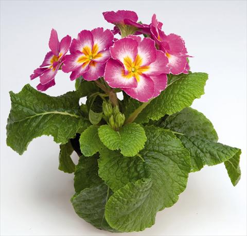 Photos von Blumenvarianten benutzt als: Topf und Beet Primula elatior Piano Rose Bicolor