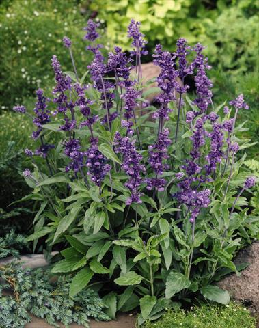 Photos von Blumenvarianten benutzt als: Beet- / Rabattenpflanze Salvia farinacea Evolution® Violet