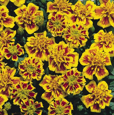Photos von Blumenvarianten benutzt als: Beet- / Rabattenpflanze Tagetes patula Hero™ Bee