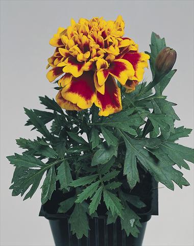 Photos von Blumenvarianten benutzt als: Beet- / Rabattenpflanze Tagetes patula Hero™ Flame
